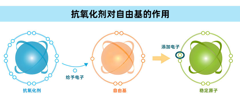 抗氧化劑對自由基的作用機理